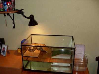 Лот: 3367563. Фото: 1. Аквариум. Аквариумы, террариумы