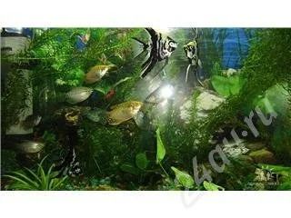 Лот: 315470. Фото: 1. гурами ,мраморные 3шт и 2 желтых... Рыбки