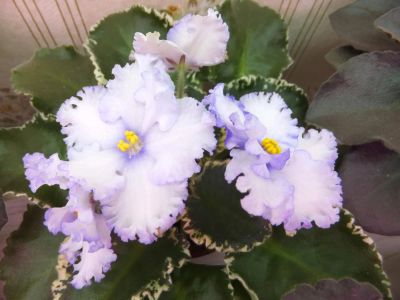 Лот: 1536386. Фото: 1. Фиалка Lavender Swirls - лист. Горшечные растения и комнатные цветы