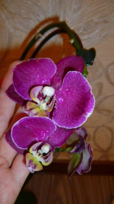 Лот: 4556521. Фото: 1. орхидея фаленопсис F10 (отцвела... Горшечные растения и комнатные цветы