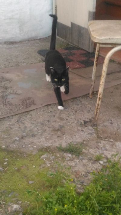 Лот: 11908445. Фото: 1. Кошка ласковая. Кошки, котята