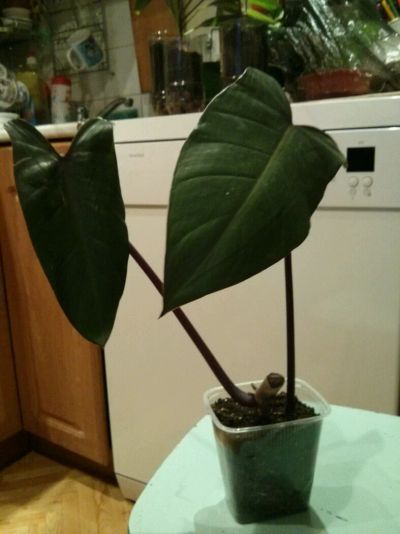 Лот: 5478196. Фото: 1. Филодендрон Emerald Red 50 руб... Горшечные растения и комнатные цветы