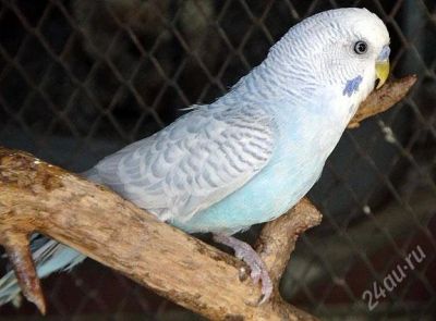 Лот: 1023943. Фото: 1. Очаровательный волнистый попугайчик... Птицы