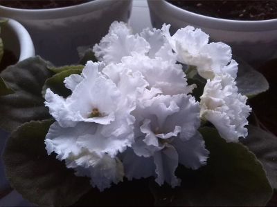 Лот: 8026318. Фото: 1. Фиалка лист. Горшечные растения и комнатные цветы