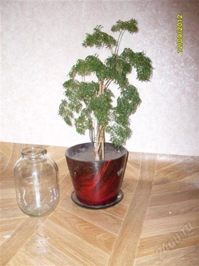 Лот: 2139096. Фото: 1. полисциас фрутикоза большой!с... Горшечные растения и комнатные цветы