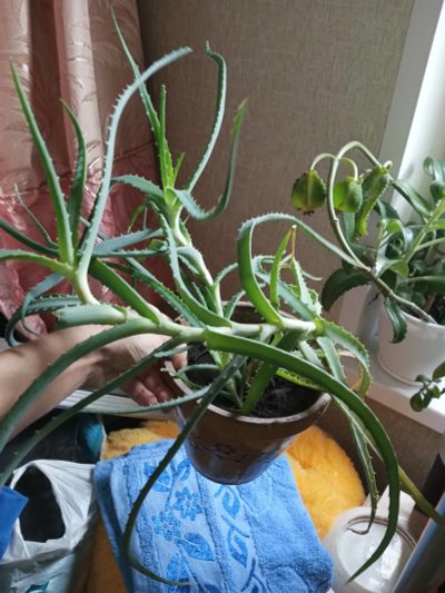 Лот: 25885786. Фото: 1. Алоэ растение лекарственное без... Горшечные растения и комнатные цветы