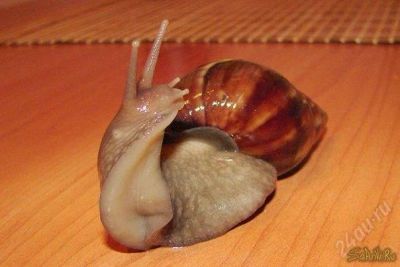 Лот: 1940241. Фото: 1. Ахатины. Остальные животные