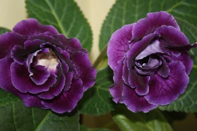 Лот: 4155295. Фото: 1. Глоксиния крупная (цена за цветущее... Горшечные растения и комнатные цветы