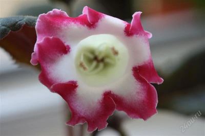 Лот: 2882579. Фото: 1. Глоксиния 26 (цветет). Горшечные растения и комнатные цветы