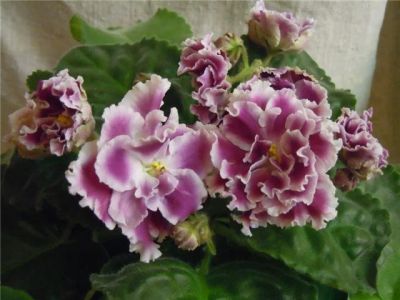 Лот: 3811093. Фото: 1. Фиалка Герцогиня, детка. Горшечные растения и комнатные цветы