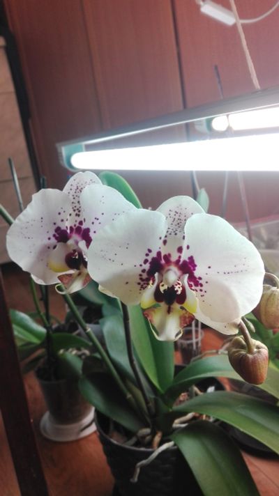 Лот: 11531181. Фото: 1. Орхидея Фаленопсис М45. Горшечные растения и комнатные цветы