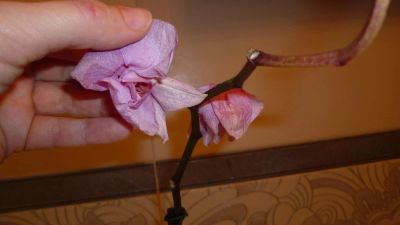 Лот: 3907371. Фото: 1. орхидея фаленопсис №49. Горшечные растения и комнатные цветы