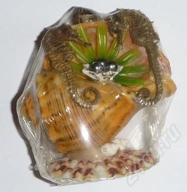 Лот: 536709. Фото: 1. Два моских конька на рапане. Ракушки... Другое (сувениры, подарки)