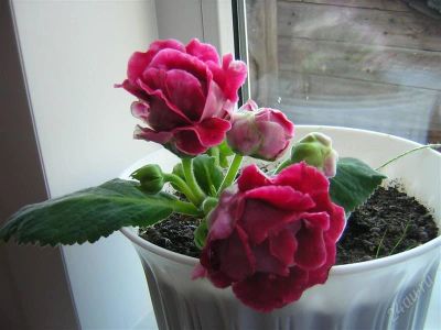 Лот: 1275965. Фото: 1. глоксиния махровая 2. Горшечные растения и комнатные цветы