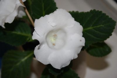 Лот: 4331598. Фото: 1. Глоксиния в горшке (цветущая!). Горшечные растения и комнатные цветы