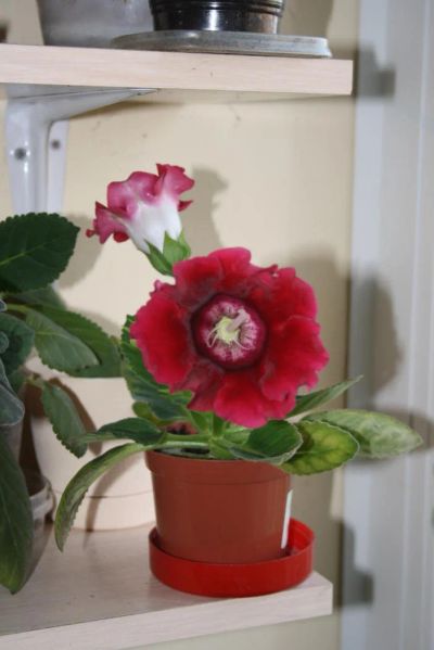 Лот: 4281108. Фото: 1. Глоксиния красная (цветет). Горшечные растения и комнатные цветы