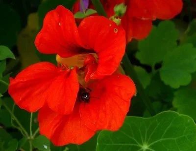 Лот: 12955108. Фото: 1. Семена настурции вьющейся махровой... Садовые цветы