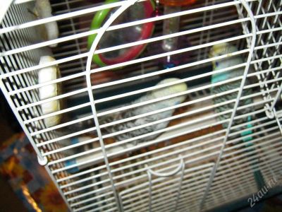 Лот: 2418463. Фото: 1. Продам двух задиристых попугаев... Птицы