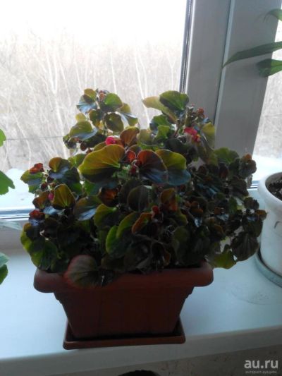 Лот: 9323008. Фото: 1. бегония садовая. Горшечные растения и комнатные цветы