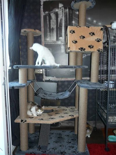 Лот: 2979316. Фото: 1. Домик для кошек. Домики, переноски, клетки, когтеточки