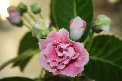 Лот: 4399969. Фото: 1. Глоксиния розовая махровая (цветущая... Горшечные растения и комнатные цветы