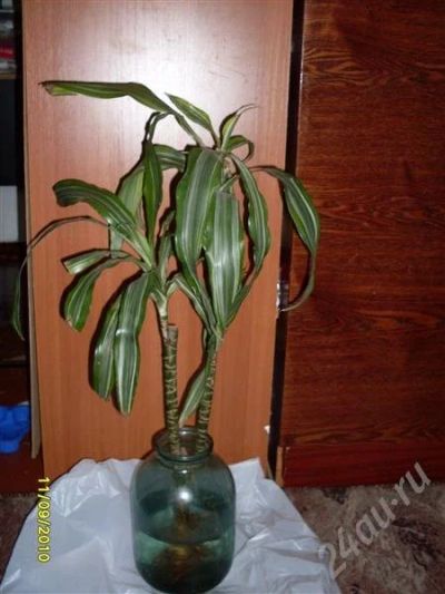 Лот: 508702. Фото: 1. драцена 70 см двойной черенок. Горшечные растения и комнатные цветы