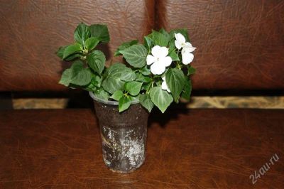 Лот: 1922015. Фото: 1. Бальзамин. Горшечные растения и комнатные цветы