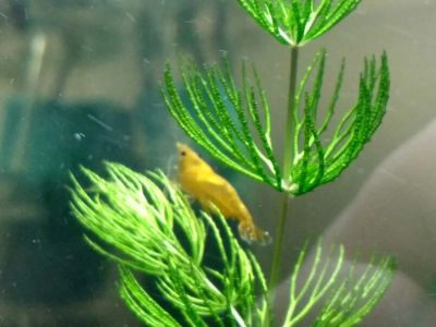 Лот: 9371702. Фото: 1. Креветка Желтая вишня. Моллюски, ракообразные, кораллы