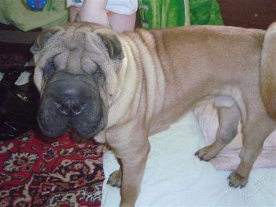 Лот: 2059793. Фото: 1. Отдам шарпея в добрые руки. Собаки, щенки