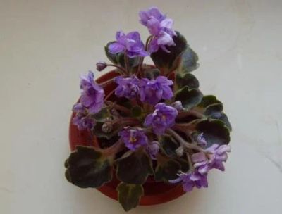 Лот: 6304618. Фото: 1. Лист сортовой мини фиалки Milady... Горшечные растения и комнатные цветы