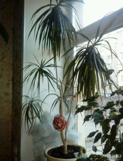Лот: 13483087. Фото: 1. Пальма. Горшечные растения и комнатные цветы
