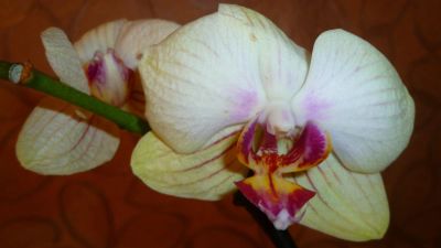 Лот: 4771223. Фото: 1. Орхидея фаленопсис Н11(отцвела... Горшечные растения и комнатные цветы