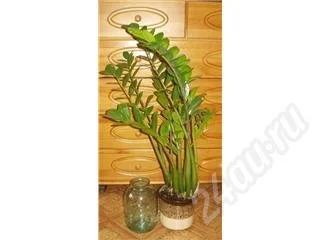 Лот: 165833. Фото: 1. замиокулькас. Горшечные растения и комнатные цветы