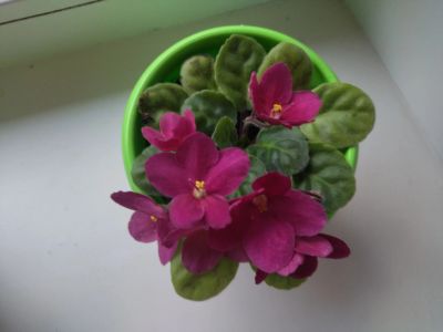 Лот: 20724803. Фото: 1. Фиалка пурпурная. Горшечные растения и комнатные цветы