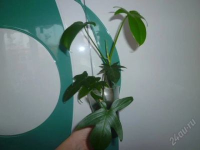 Лот: 1452867. Фото: 1. Филодендрон. Горшечные растения и комнатные цветы