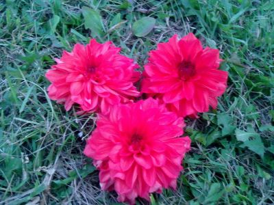 Лот: 7516355. Фото: 1. Георгины. Садовые цветы