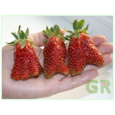 Лот: 12021865. Фото: 1. земклуника саженцы. Ягоды