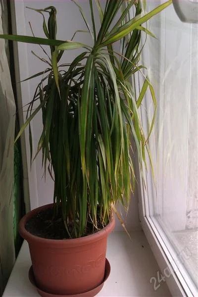 Лот: 2070380. Фото: 1. Драцена. Горшечные растения и комнатные цветы