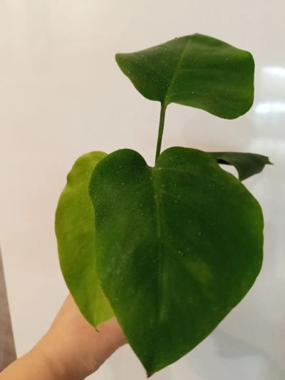 Лот: 25911822. Фото: 1. Монстера. Горшечные растения и комнатные цветы