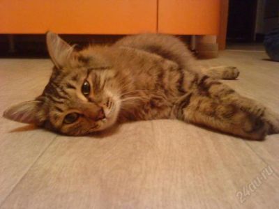 Лот: 1492537. Фото: 1. Отдам кота. Кошки, котята