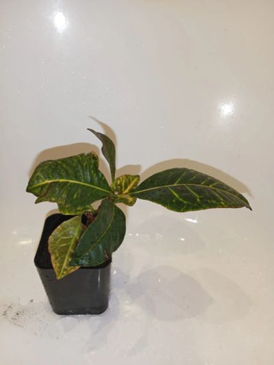 Лот: 25882851. Фото: 1. Кодиеум пестрый растение отросток. Горшечные растения и комнатные цветы