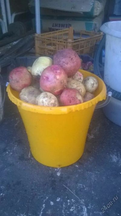 Лот: 5857132. Фото: 1. овощи с грядки. Овощи, фрукты, зелень