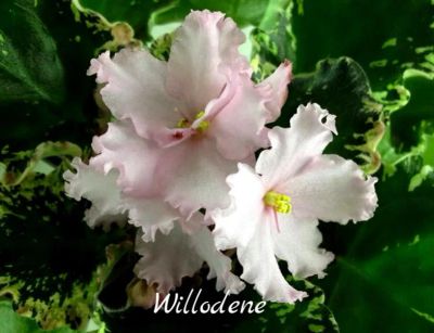Лот: 6315336. Фото: 1. Продам лист сортовой фиалки Willodene. Горшечные растения и комнатные цветы