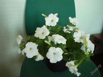 Лот: 1773535. Фото: 1. Петуния Ампельная Easy Wave White. Горшечные растения и комнатные цветы