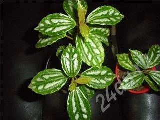 Лот: 448616. Фото: 1. Пилея Кадье. Горшечные растения и комнатные цветы