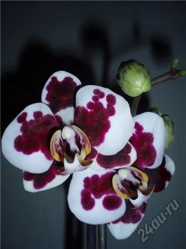 Лот: 5710298. Фото: 1. Орхидея фаленопсис F57(отцвела... Горшечные растения и комнатные цветы