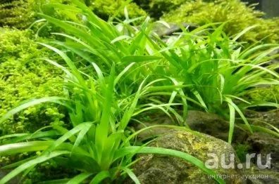 Лот: 16228291. Фото: 1. Эриокаулон Вьетнам (Eriocaulon... Водные растения