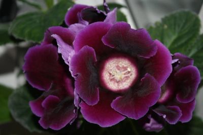 Лот: 4136013. Фото: 1. Глоксиния (цветущее растение в... Горшечные растения и комнатные цветы