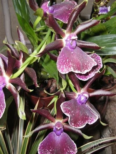 Лот: 1145674. Фото: 1. Орхидеи (Зигопеталум) 1детка. Горшечные растения и комнатные цветы