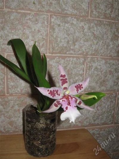 Лот: 1155005. Фото: 1. Орхидея Камбрия (Беаллара). Горшечные растения и комнатные цветы